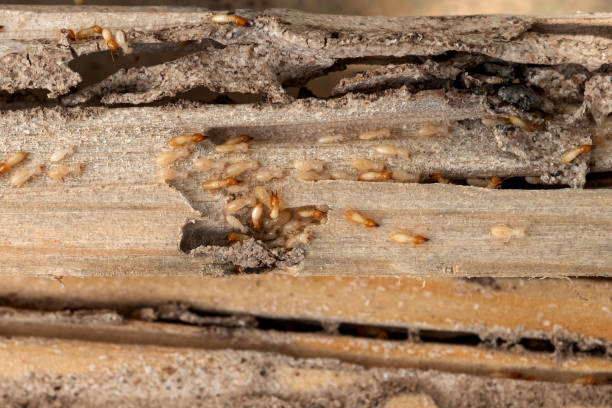 Best Termite Control Services  in Dacula, GA